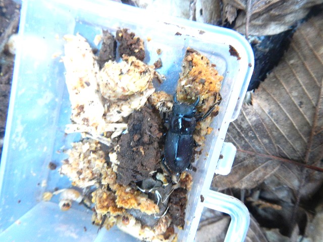 �I�l���V����̓R��