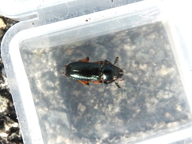 �������񂳂�̓R������