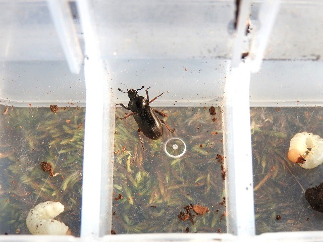 �W���j�[����̓R������