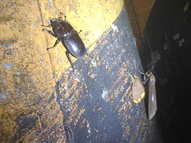 �^�C�����q���^��