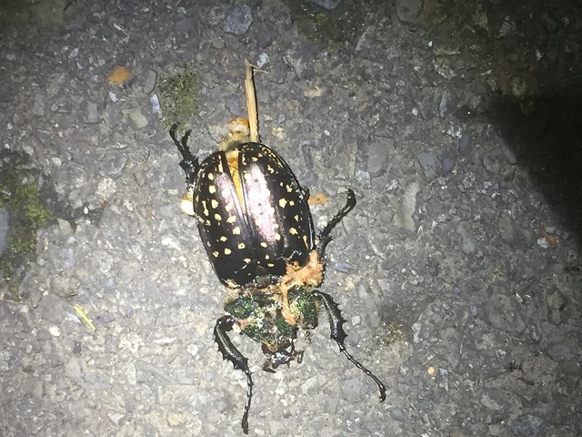 �^�C�����e�i�K�R�K�l���d��