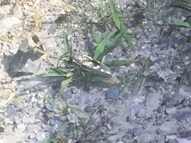 �V���X�W�J�~�L��