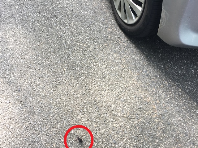 �H��Ƀ~���}��