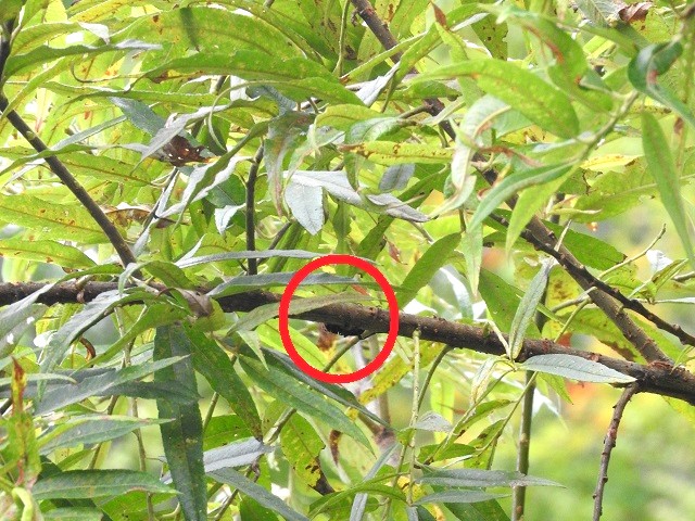 �q���I�I��