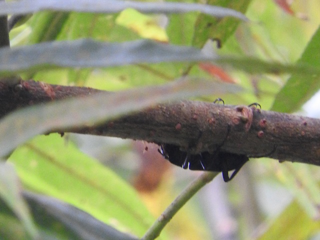 �q���I�I��^^;