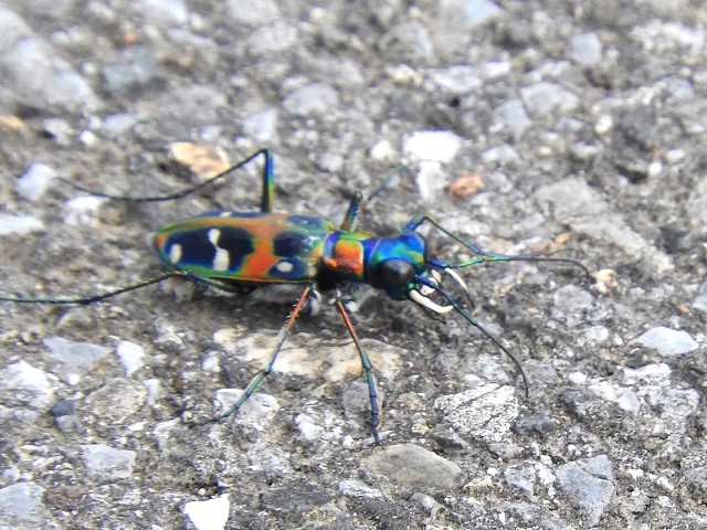 �n���~���E��