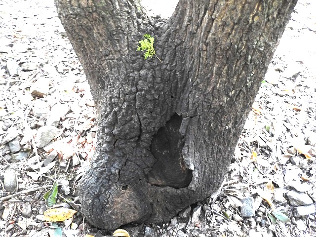 �q���^�E�l�u�g�|�C���g