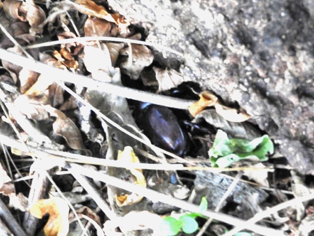 �J�u�g���[