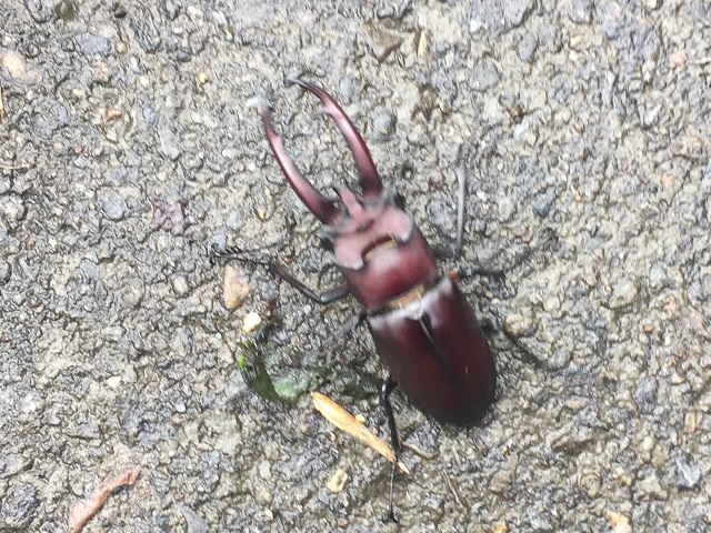 �^�C�����~���}��