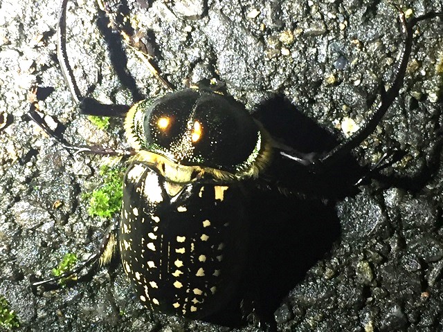 �^�C�����e�i�K�R�K�l��