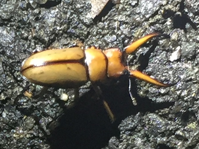 �A�X�^�R�C�f�X�m�R�M����