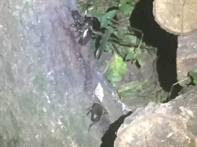 �J�u�g��@���A