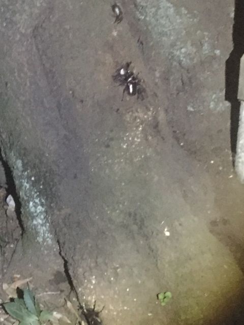 �J�u�g��@���B