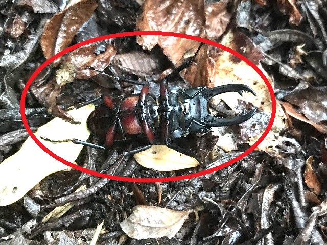 �A�J�A�V��