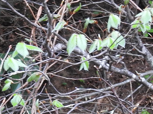 �u�i�J�����ςȂ�