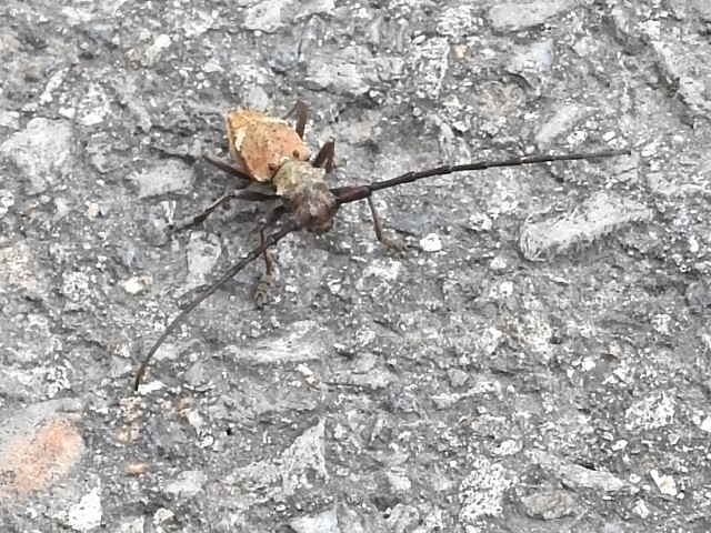 �R�u���n�Y�J�~�L��?