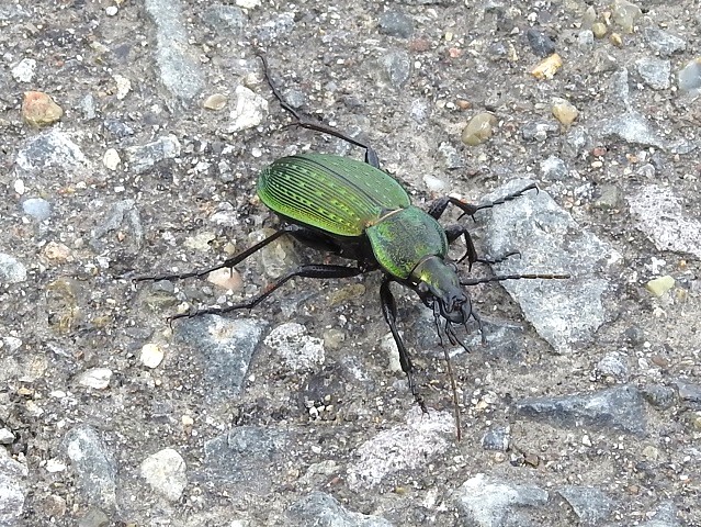 �A�I�I�T���V=�W��1000m�t��