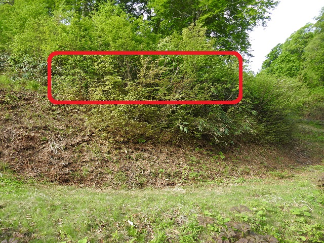 ����Ƃ���΂��̕ӂ�!