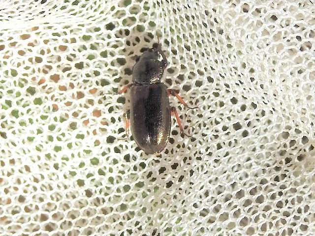 ���L�O�j�R������