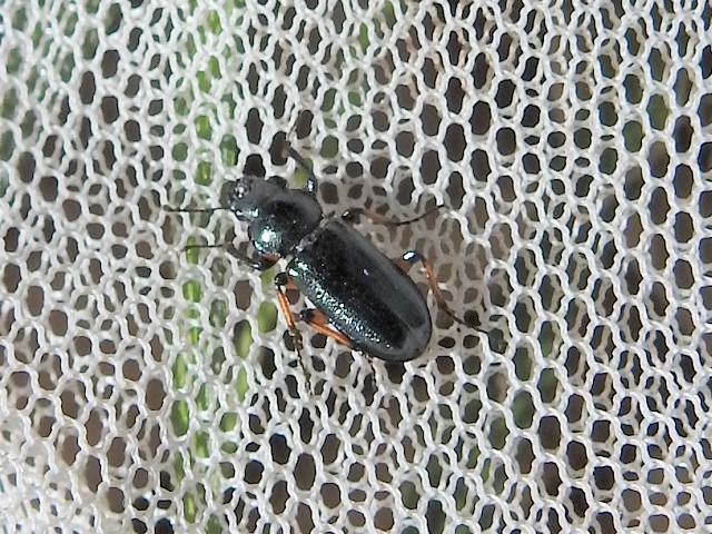 ���L�O�j�R������