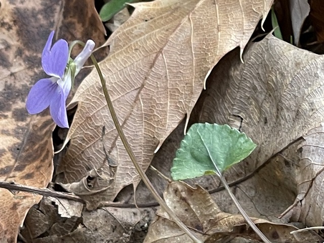 �C�J���\�E?