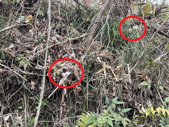 �C�J���\�Ex2