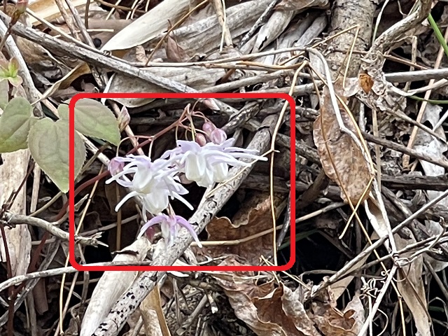 �C�J���\�E