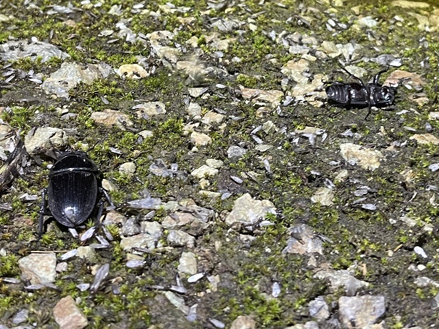 �I�I��39�~��(��)�ƃI�I��31�~��