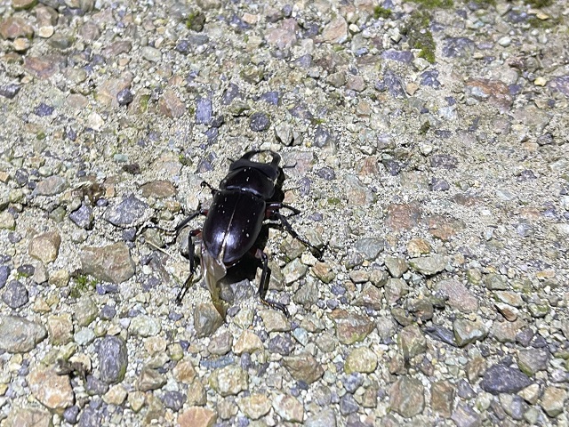 �A�J�A�V��