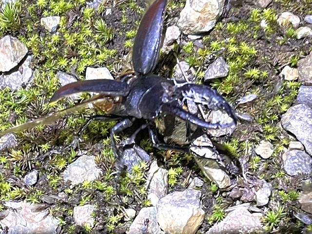 �H�΂����ԍۂ̃m�R�M����