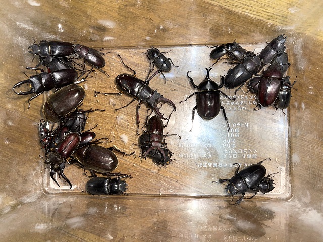 �q���I�I�E�I�I�������đS����