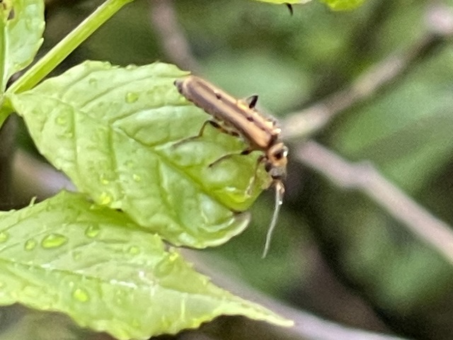 �i���g�J'�W���E�J�C�{��'^^;