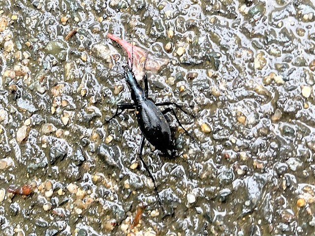 �}�C�}�C�J�u��