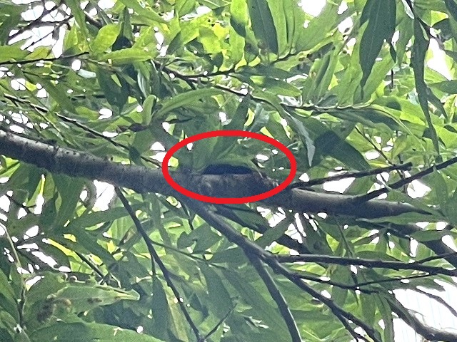 �q���I�I��