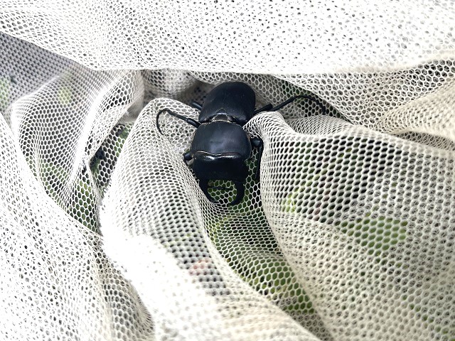 �q���I�I�� in �A�~�̒�