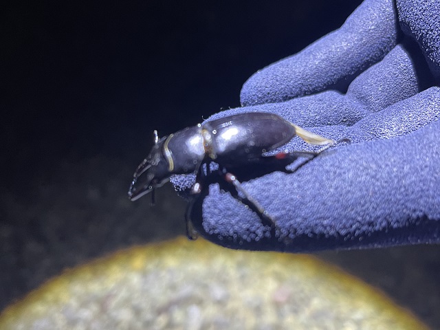 �A�J�A�V��