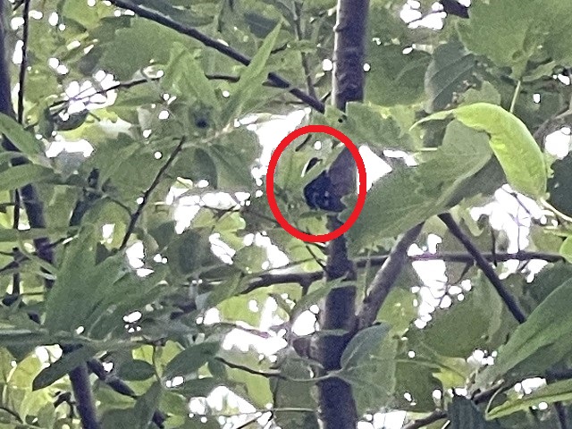 �A�J�A�V�y�A