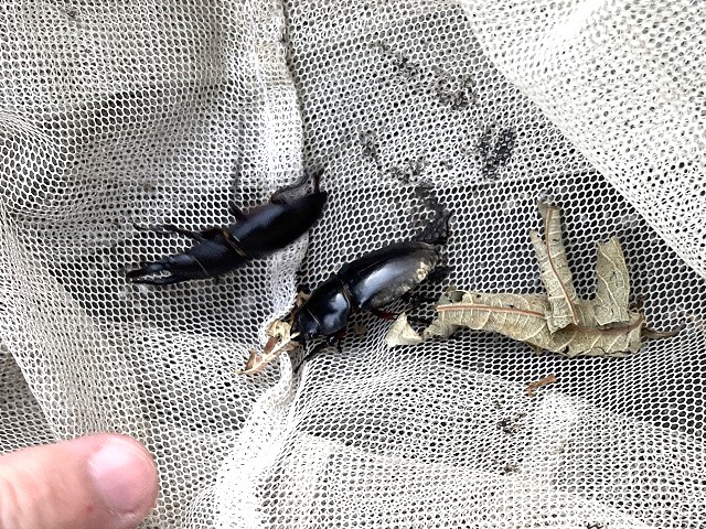 �A�J�A�V�y�A in �A�~�̒�