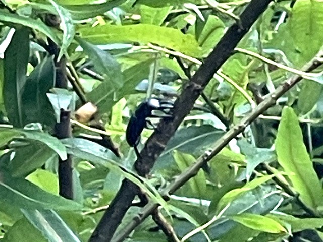 �A�J�A�V��