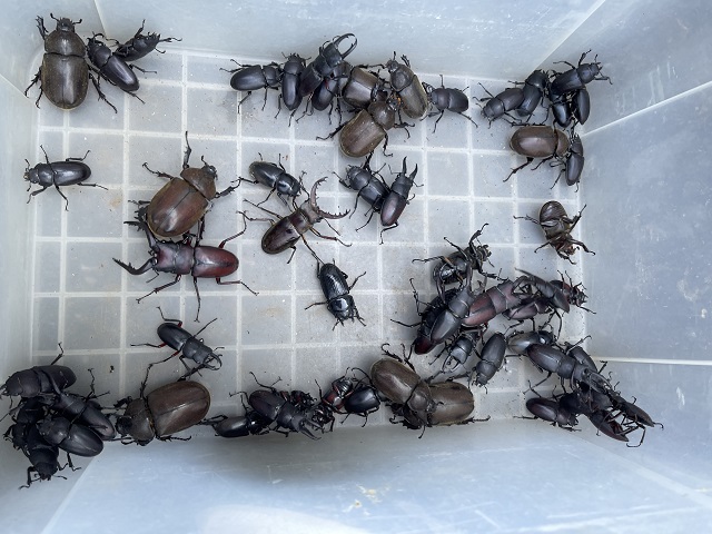 ����̕��𕹂��đS����