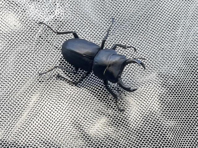 �q���I�I��