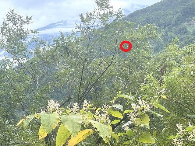 �ǂ����A�J�A�V^^;