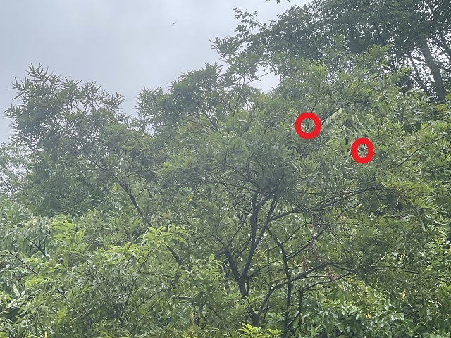 ���ɃA�J�A�V��(���Ǝv��^^;)�A�E�ɃA�J�A�V�y�A(���Ǝv��^^;