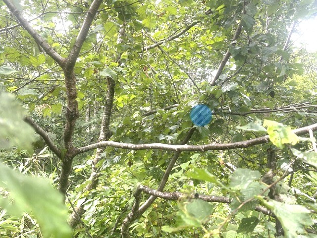 �q���I�I�A�z���g�̓R�R�ɉB��Ă�