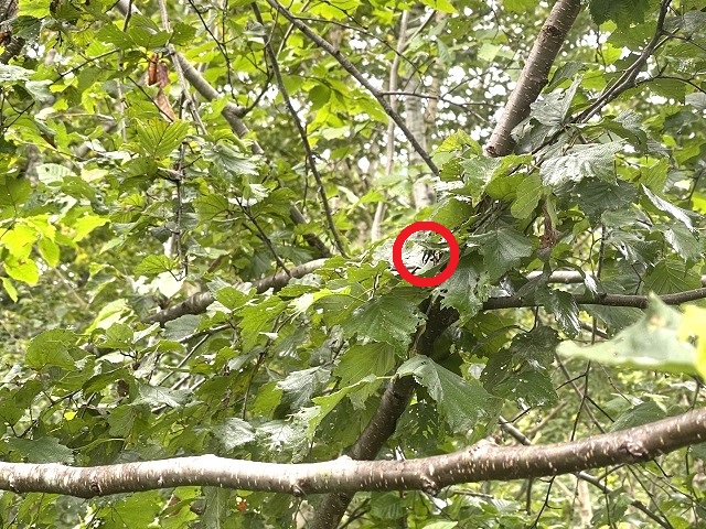 �q���I�I��