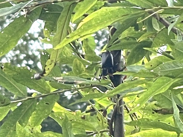 �A�J�A�V�y�A^^;