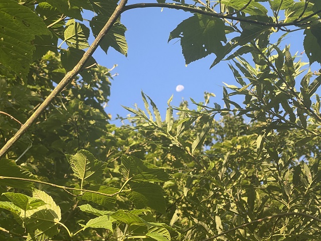 �F�����H�̂��Ƃ̌�