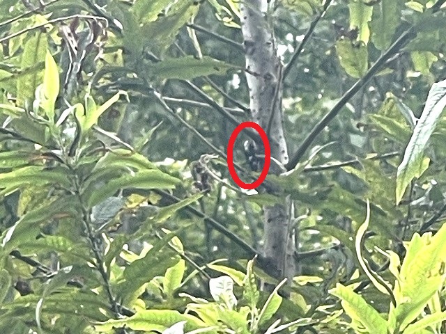 �A�J�A�V���ۂ��@�}���X�S����Ńg�[�[������������^^;