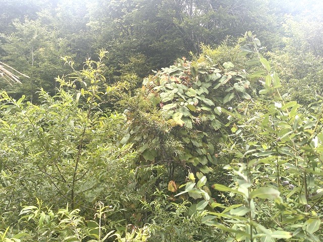 �q���I�I�A���邱�Ƃ́A����񂾂��ǁA�A�A