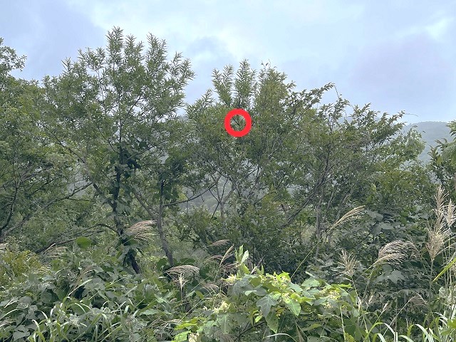 ?